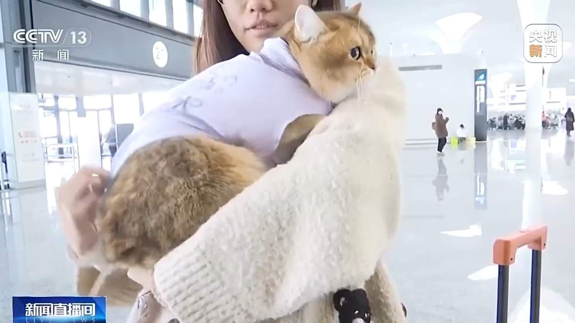 寄养一房难求、上门喂养走红 宠物经济成春节消费亮点