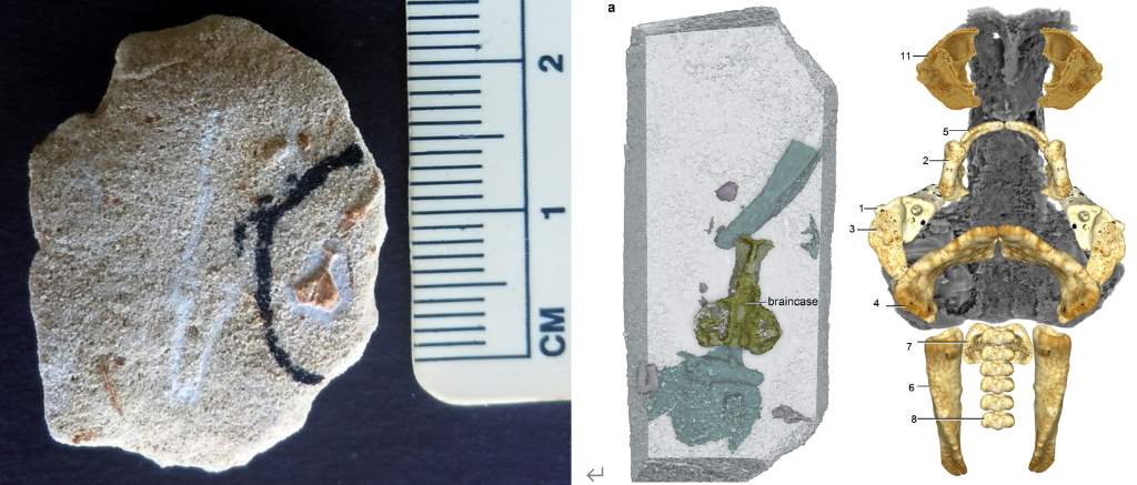 一张脑部CT,揭开4亿年前古椎鱼的身世之谜