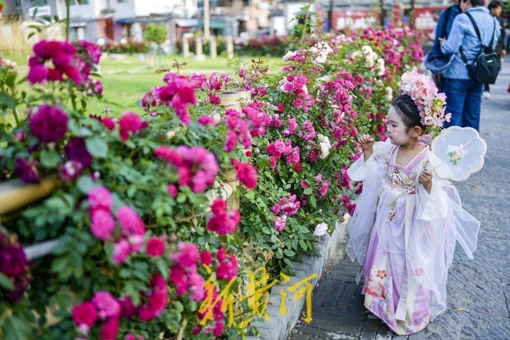 老城区新晋花墙打卡点 解锁初夏古城浪漫