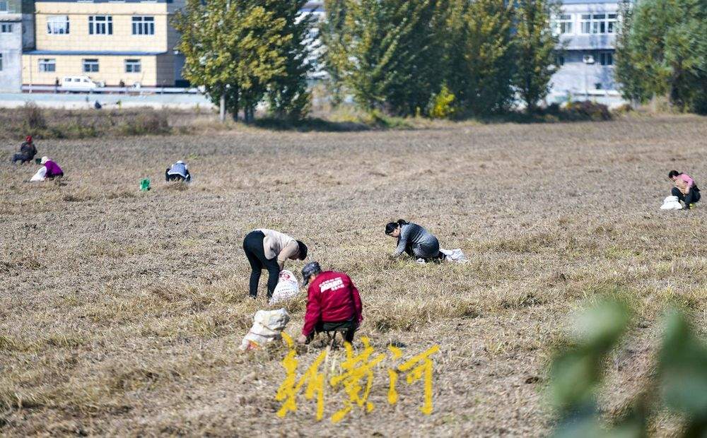 济南秋收颗粒归仓：机器轰鸣收割大豆，人工拾穗紧随其后