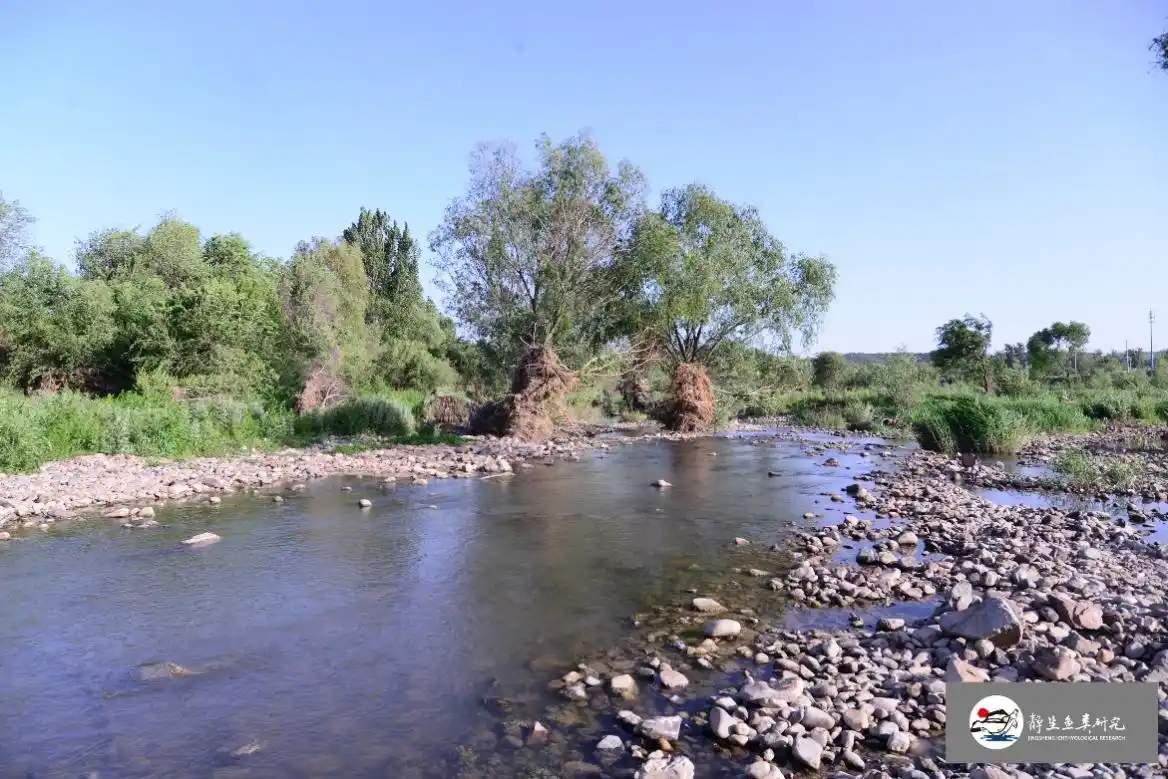 时隔40余年，北京再次发现鱼类新物种，长这样