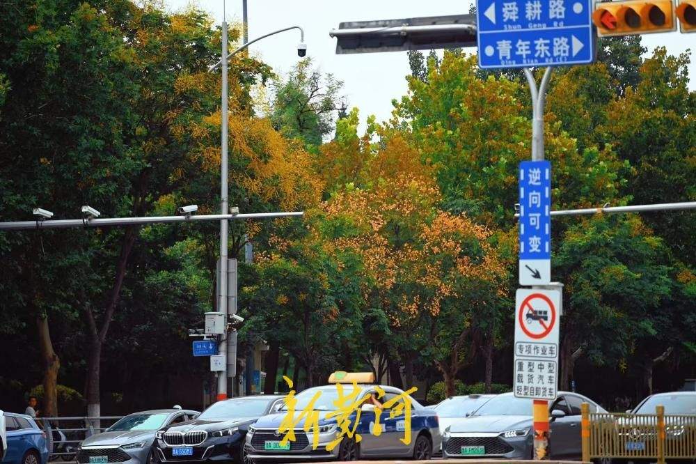 济南经十路栾树泛黄铺展秋日美景