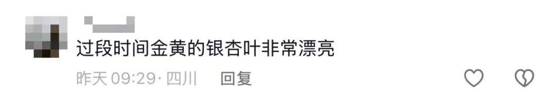 别吃，银杏果有毒！近期济南大量出现，很多人去捡……