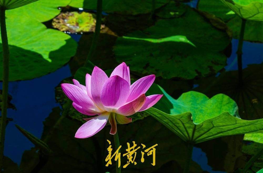 一年四季 泉在济南丨荷香消夏暑，大明湖荷花盛放成避暑热门地标