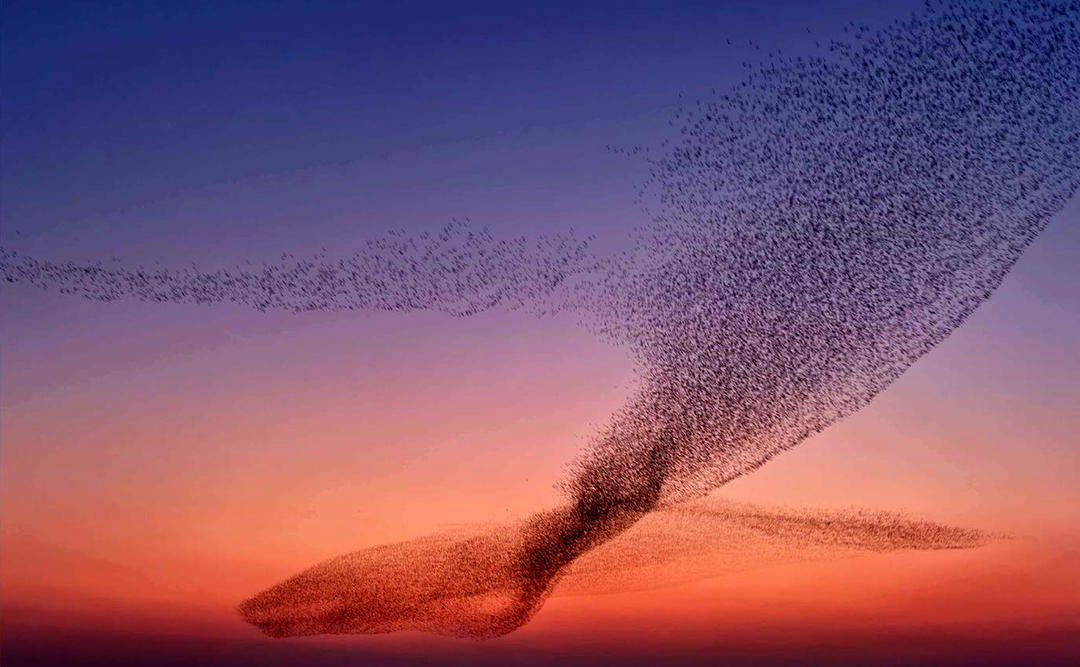 全国两会，山东代表团重点推介！东营“鸟浪”从刷屏热搜到生态金名片