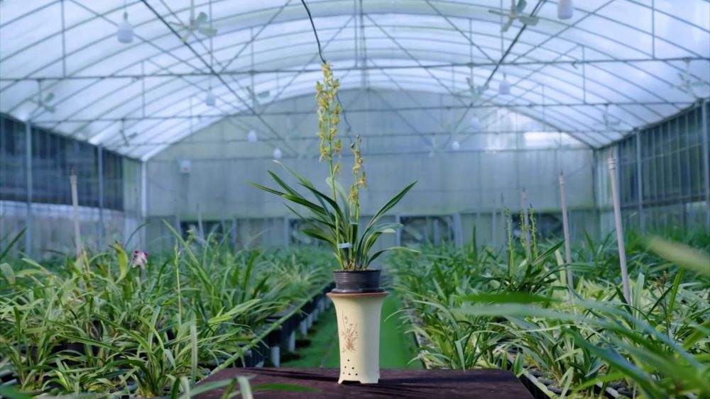 新华视点｜科技赋能 特色产业助力乡村振兴