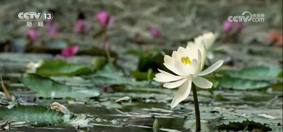 “成绩单”亮眼→我国生物多样性保护“硕果累累”