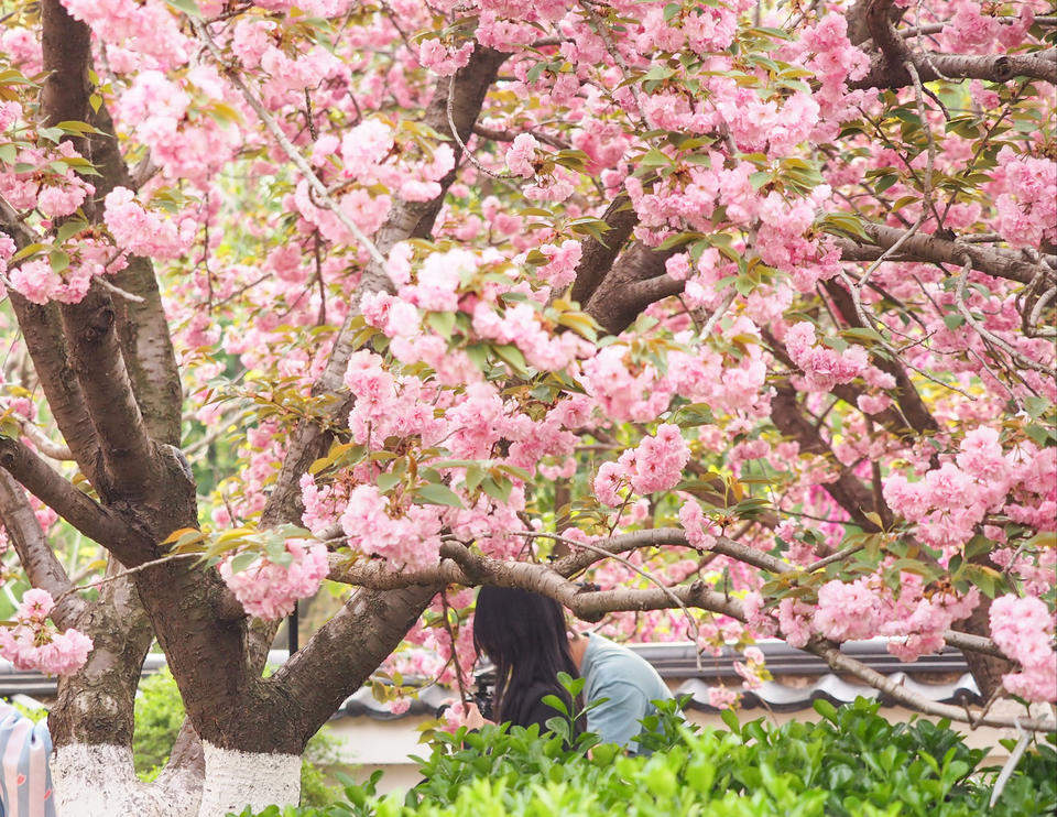 晚樱轻别春，泉城留香痕