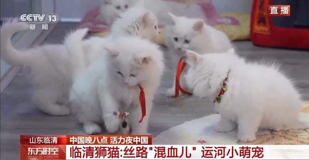 藏在山东的宝藏小城！古钞关老码头尽显运河烟火与浪漫