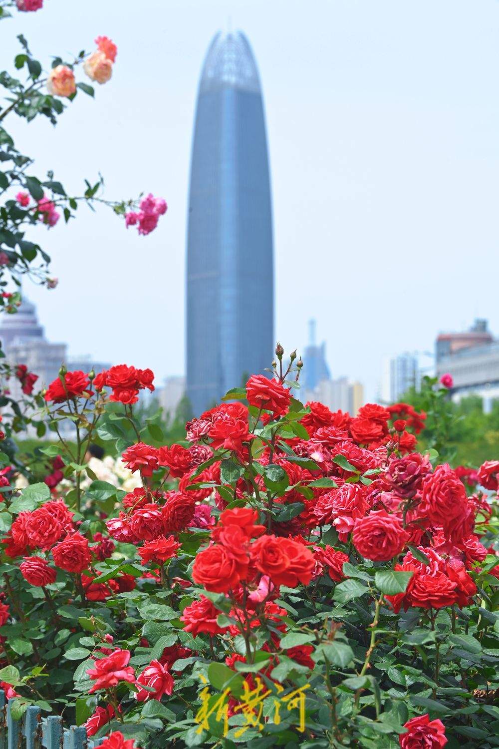 一年四季 泉在济南｜泉城广场：月季花廊花团锦簇 成初夏亮丽风景线