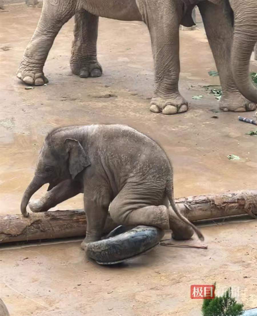 一年四季 泉在济南丨济南动物园明星小象“出街” 游客提前占位等待