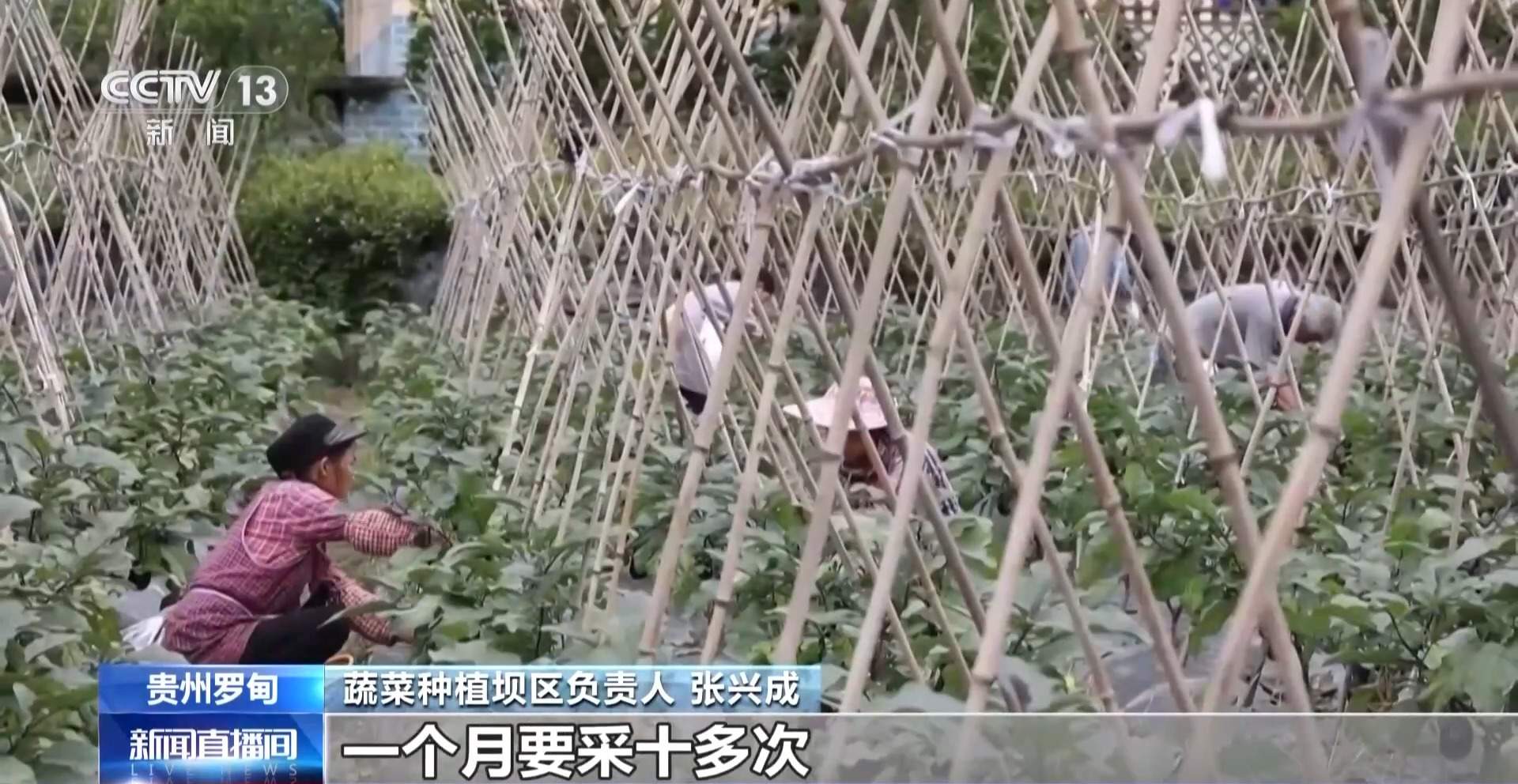 新品种新技术齐上阵 多地一片好“丰”景