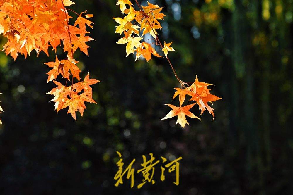 趵突泉公园万竹园内枫叶进入最佳观赏期，泉畔“枫”景独好