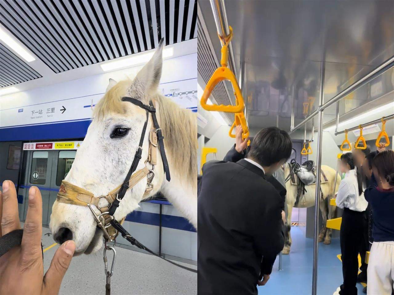 一匹白马被牵进地铁站？马主人：在片场拍戏，围观者是群演，没有把马牵进真地铁