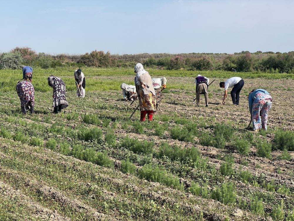 为“中亚之泪”带来绿色希望——中国科学家助力破解咸海生态危机