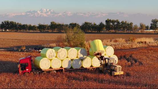 融媒·先锋｜济南智造，补上中国棉业关键一环——天山脚下，天鹅飞来
