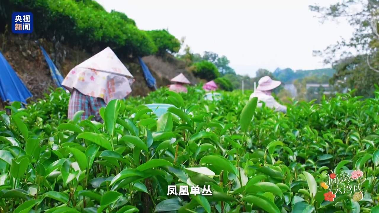 摘遍大湾区丨你被多变的茶香“圈粉”了吗？这座茶山藏着“数字密码”