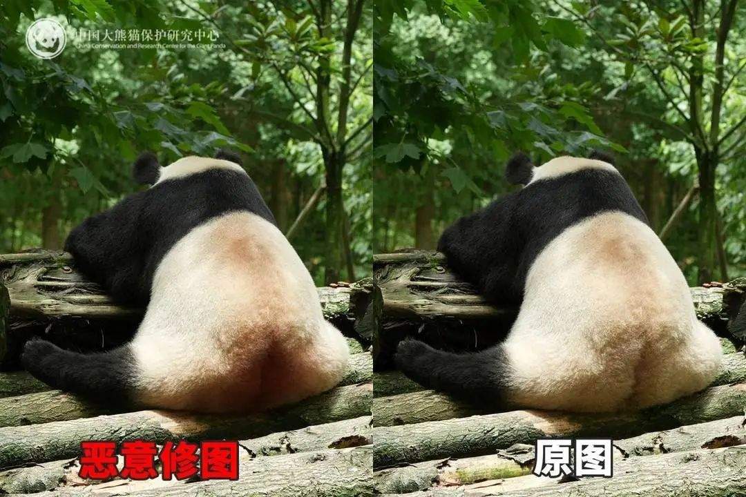 大熊猫背上有“血洞”？熊猫中心紧急发文