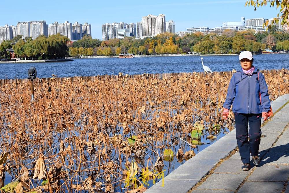 大明湖畔画残荷，风光旖旎静谧宜人