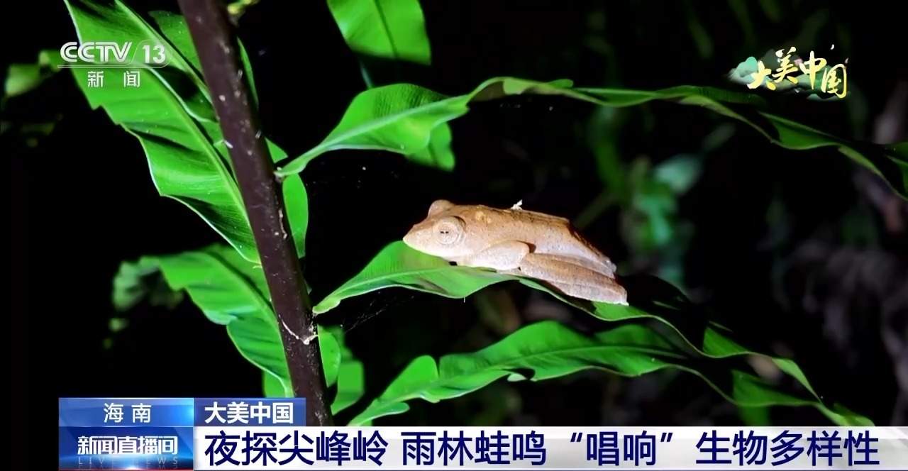 夜探尖峰岭 雨林蛙鸣“唱响”生物多样性