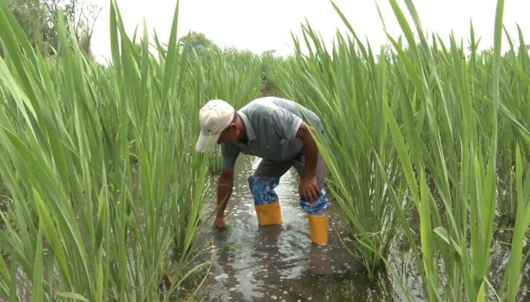 聚力数智赋能 焕新电商未来｜县域电商，把种植棚“搬”进直播间！