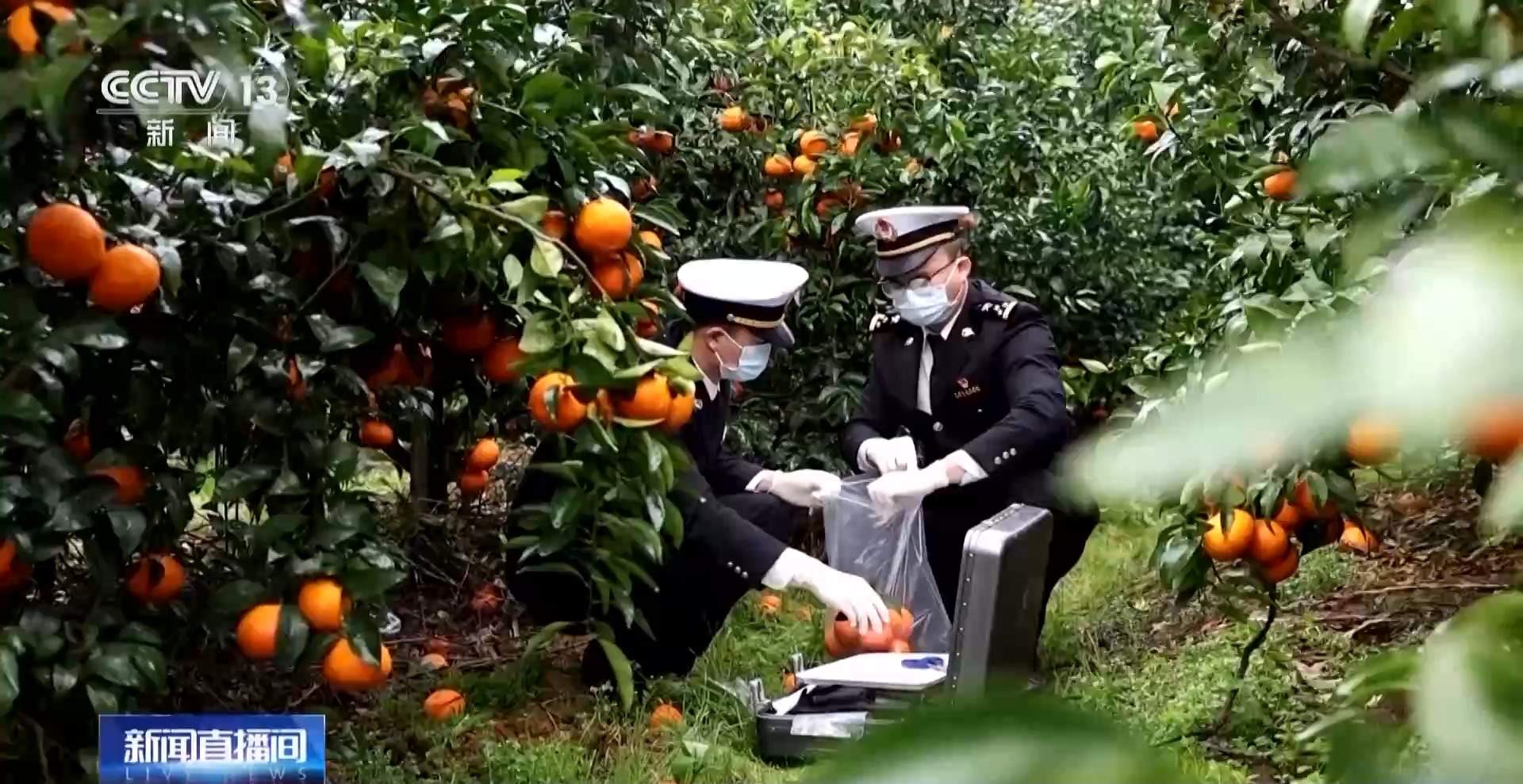 “属地+口岸”“拼装+集中申报”……多地海关制度型开放新政落地