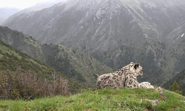 雪豹金钱豹先后登场 四川洛须保护区首次捕捉到珍贵画面