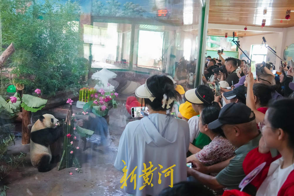 大熊猫“华奥”庆生现场超有范儿！竹子蛋糕、荷花宴引游人粉丝围观