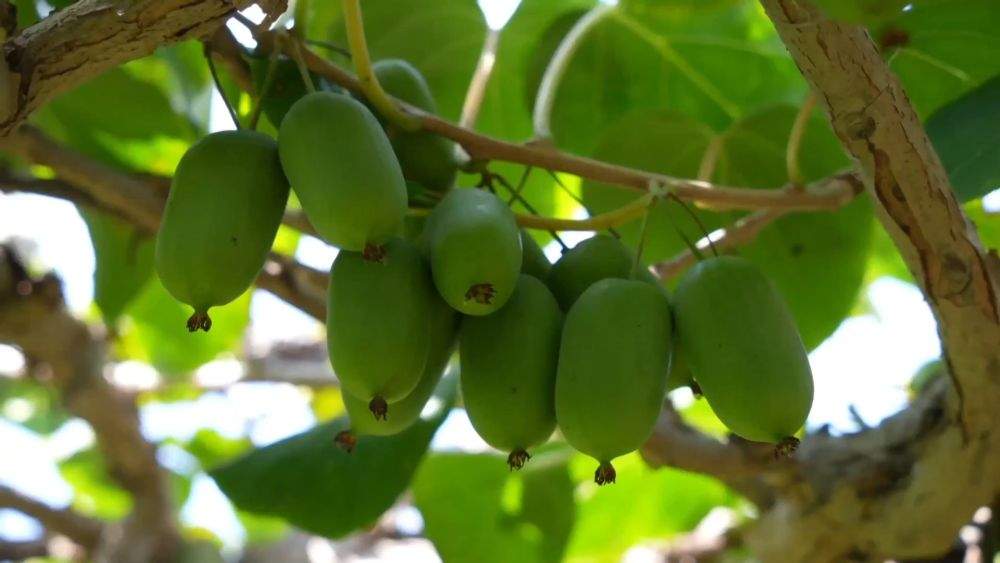 金秋丰收绘新景 乡村振兴谱华章