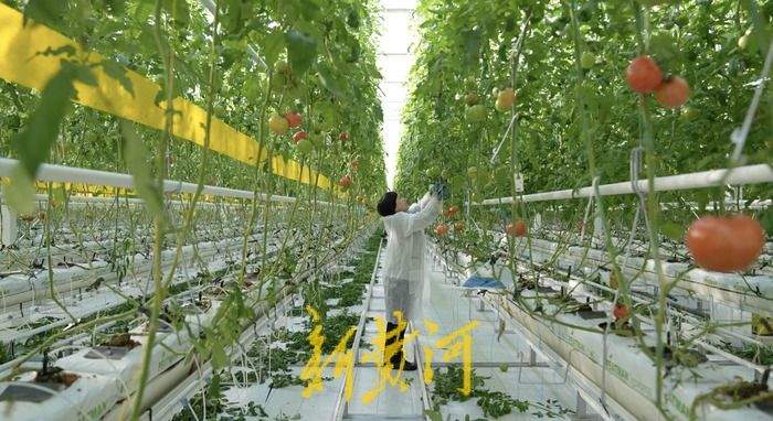 济南这座农场里的西红柿“飞”在18米高空，还是吸碳“小能手”