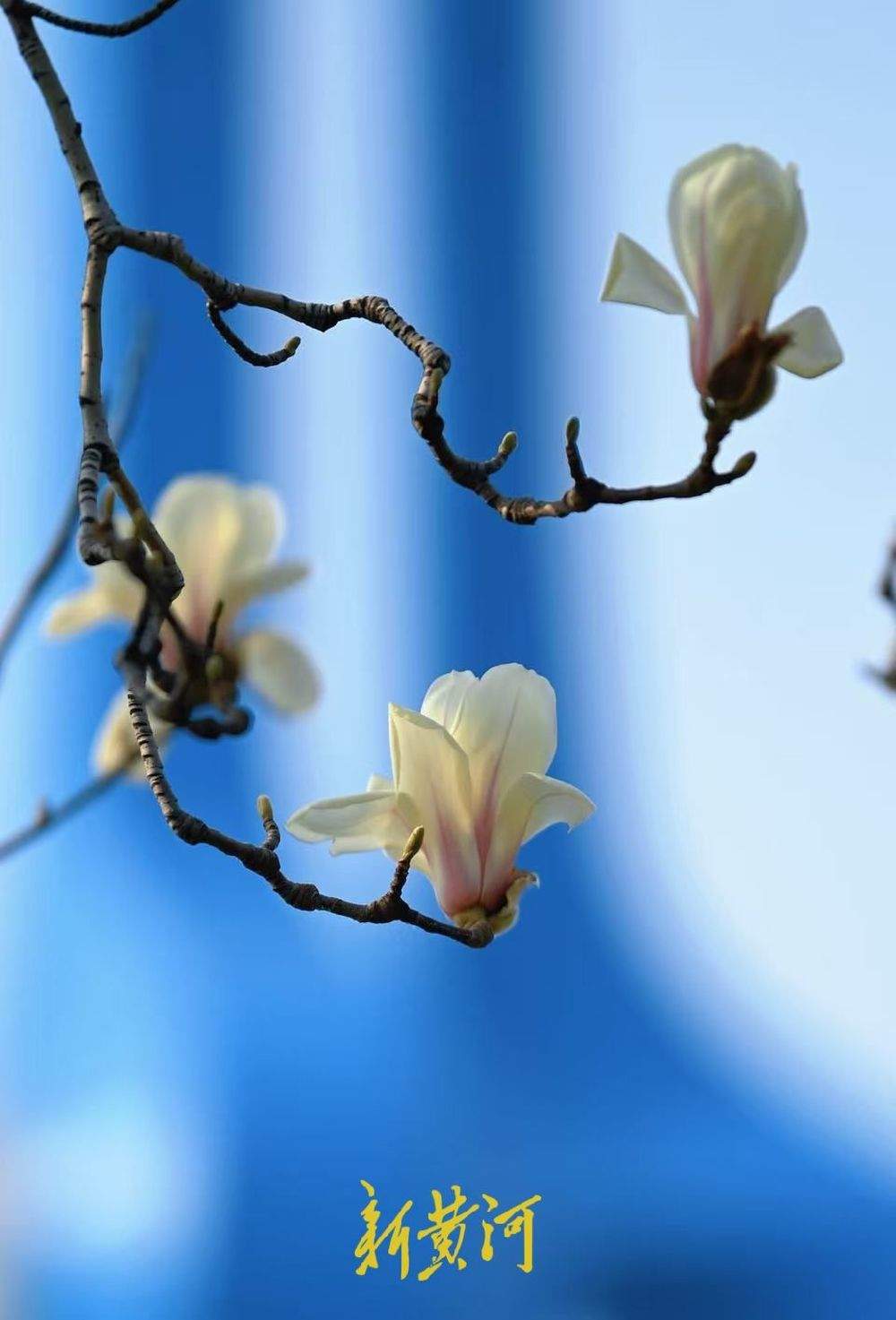 玉兰花开映泉标