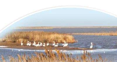 人民日报记者一线调研:山东东营黄河口治“草”记