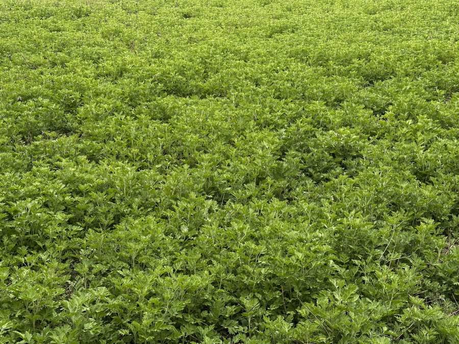 行走黄河之聊城：产业奔腾，奏响发展新乐章