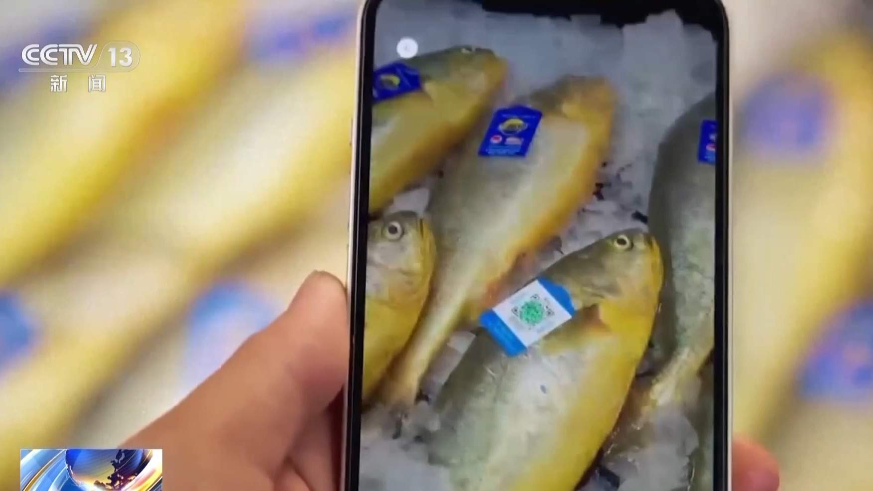 在这座海上牧场,大黄鱼住上“健身房”