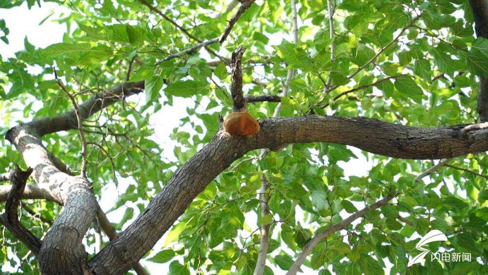 沿着黄河遇见海丨德州夏津：沙生绿 绿生金 古桑树群焕发新生机