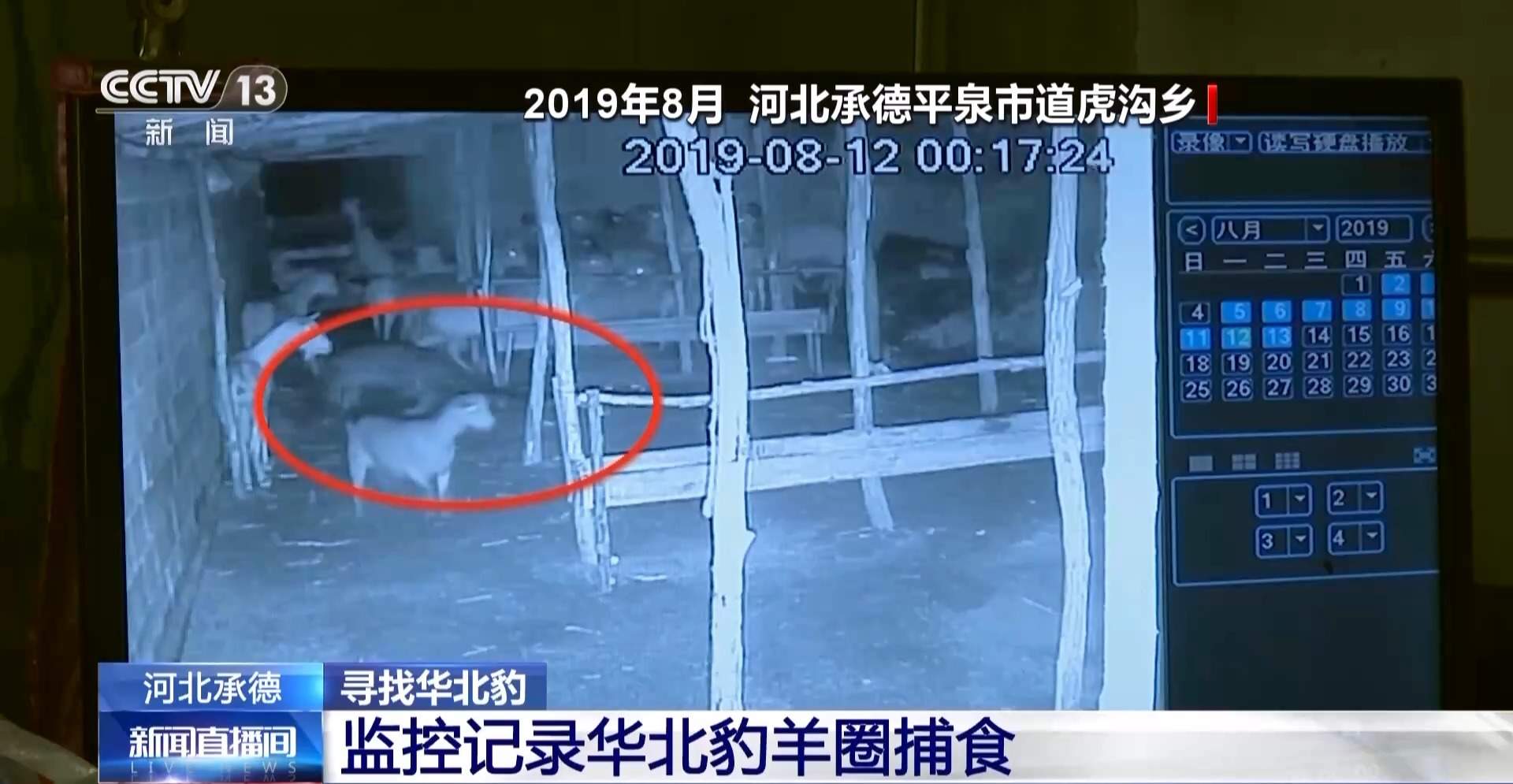 前方有豹出没 野生动物保护与村民利益如何平衡?