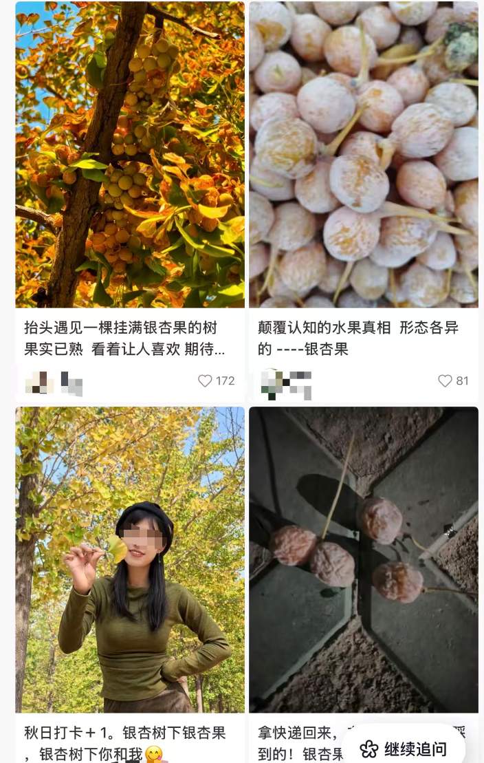别吃，银杏果有毒！近期济南大量出现，很多人去捡……