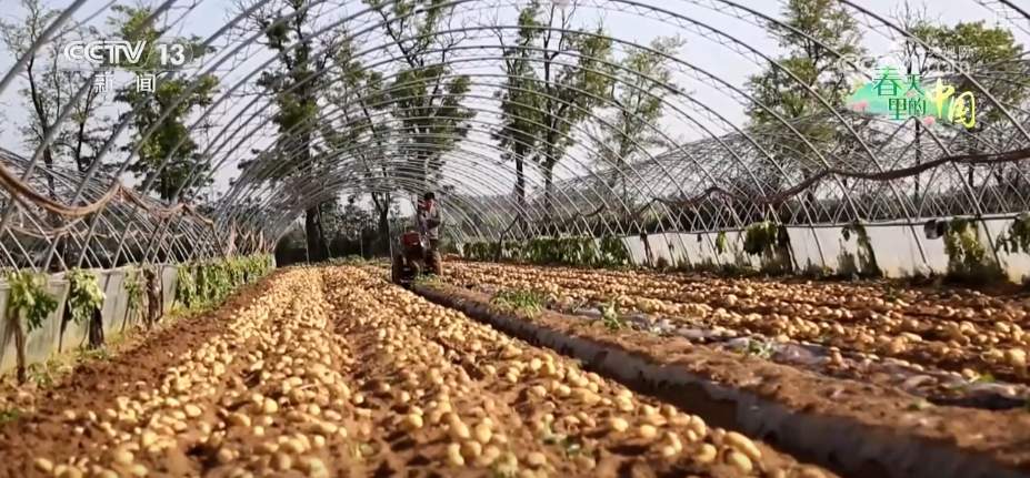 科技赋能农业生产 “良种+托管”夯实粮食丰收基础