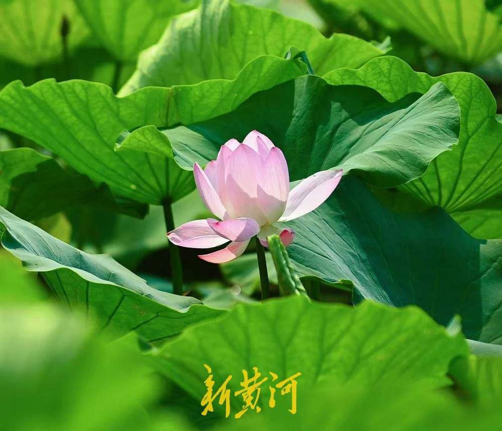 荷风驱暑气 济南大明湖藕香榭附近荷花渐次绽放