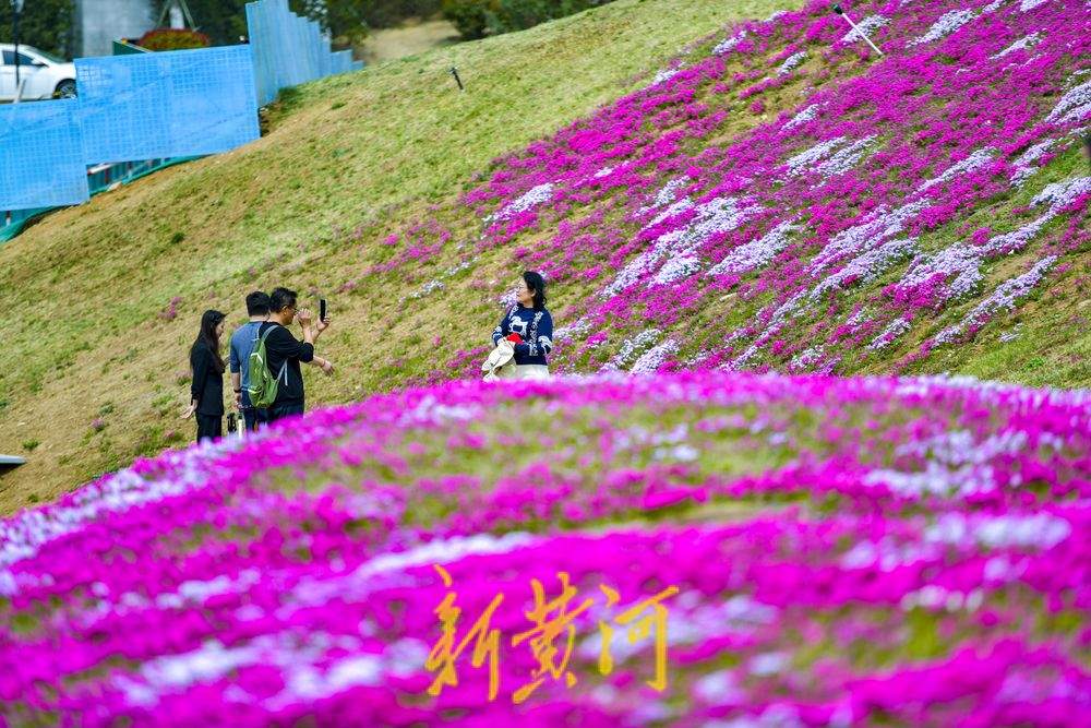 一年四季 泉在济南｜龙鼎大道福禄考花海迎春绽放