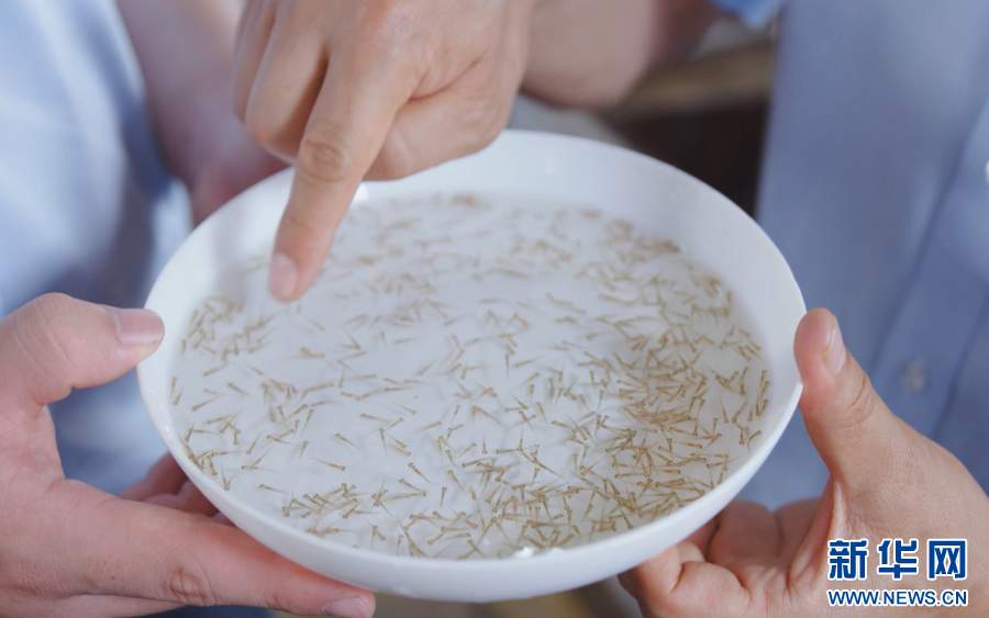 长江十年行丨清波之上 鱼群作答