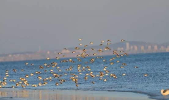 入选第九批国家级海洋牧场，山东这5个有何过人之处？