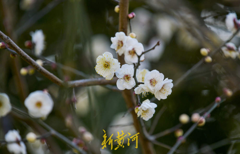 泉畔白梅提前绽放 三九飘香引客来