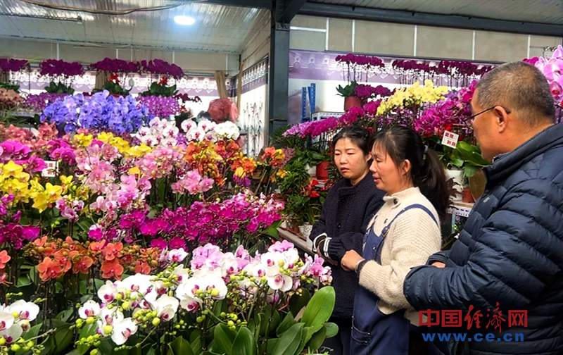 春节临近花卉市场年味浓 年宵花火出圈！