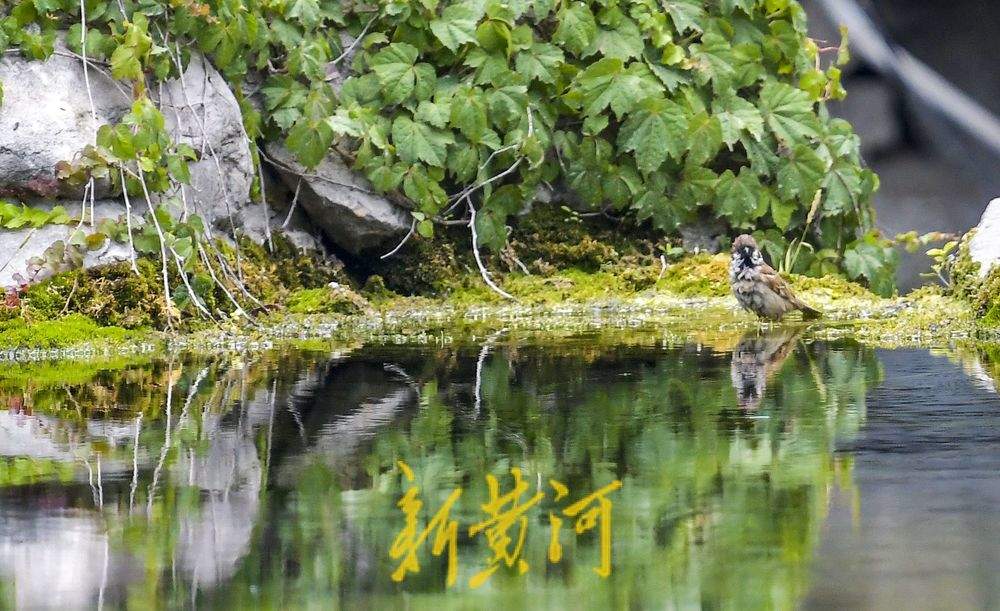 一年四季 泉在济南丨环城公园五莲泉畔 鸟儿依泉“梳妆打扮”