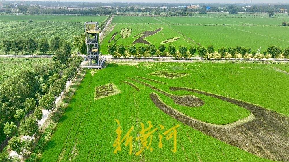 以稻为笔以地为纸 巨型稻田画揭面纱