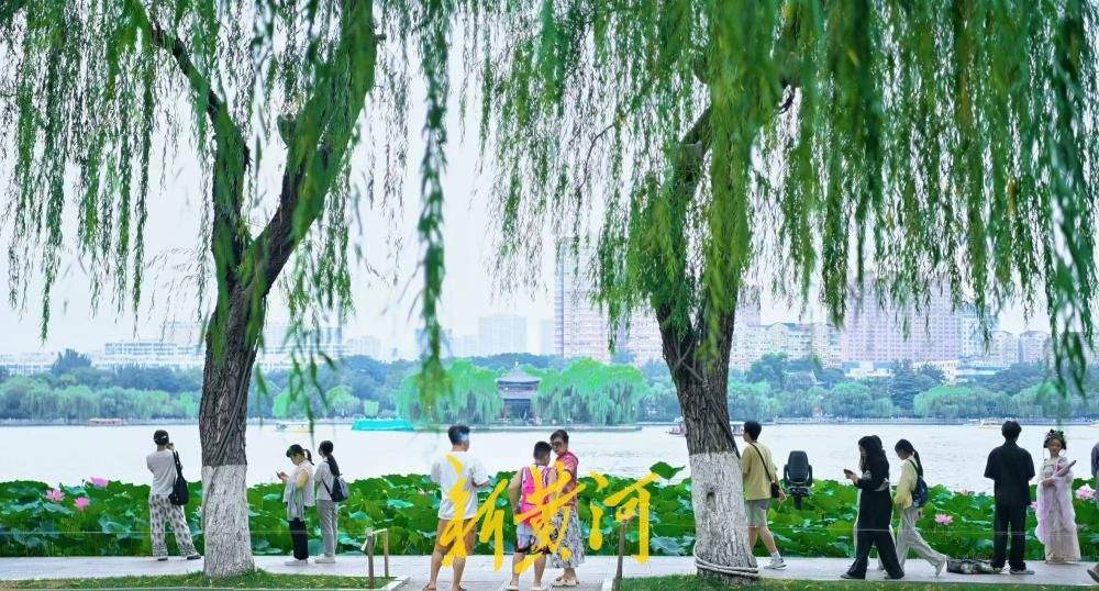 一年四季 泉在济南｜热浪退去凉意至 济南大明湖畔赏初秋荷韵