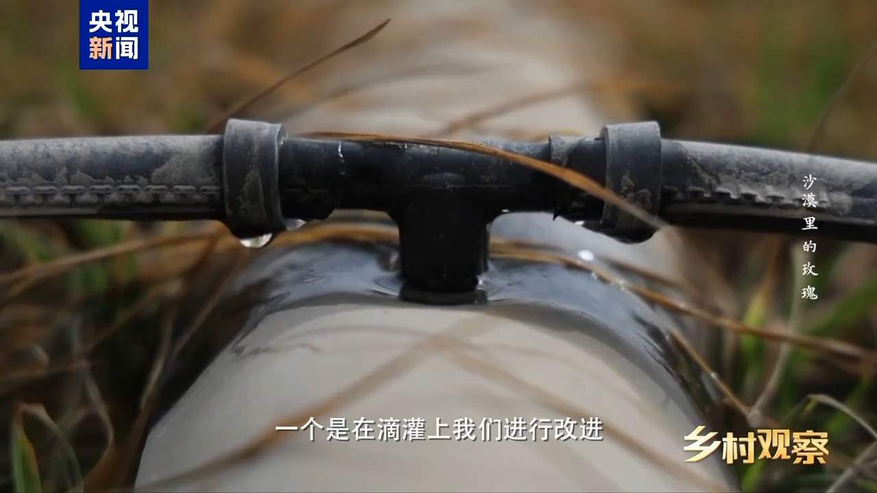 视频丨荒漠也可以成花海 看“沙漠玫瑰”背后的生态之变