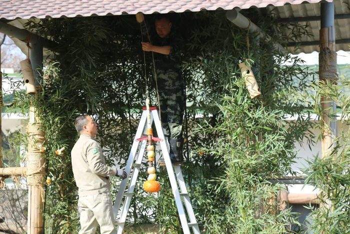 新春佳节，济南动物园大熊猫吃上了超大号“糖葫芦”