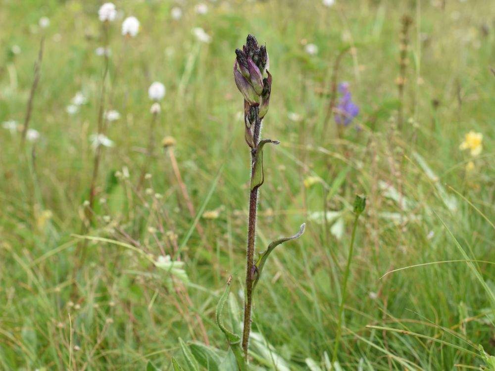 海拔4000米的高山上,发现紫色新“雪莲”